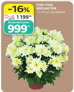 Auchan POM-POM KRIZANTÉM ajánlat