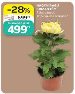 Auchan Nagyvirágú krizantém ajánlat