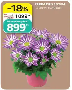 Auchan ZEBRA KRIZANTÉM ajánlat