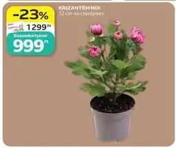 Auchan Krizantém mix ajánlat