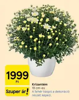 Tesco Krizantém ajánlat