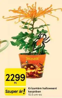 Tesco Krizantém halloweeni kaspóban ajánlat