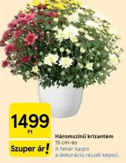 Tesco Háromszínű krizantém ajánlat
