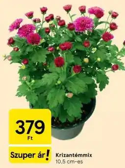 Tesco Krizantémmix ajánlat