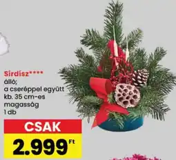 Spar Sírdísz ajánlat