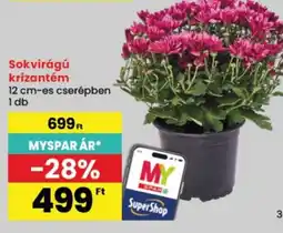 Spar My Spar sokvirágú krizantém ajánlat