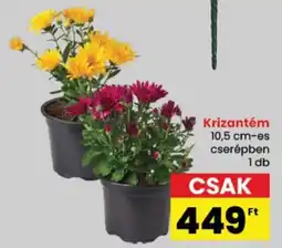 Spar Krizantém ajánlat