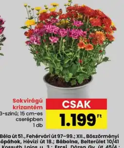 Spar Sokvirágú krizantém ajánlat