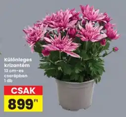 Interspar Krizantém ajánlat