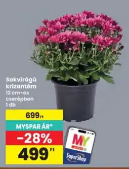 Interspar Myspar sokvirágú krizantém ajánlat