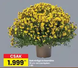 Interspar Sokvirágú krizantém ajánlat