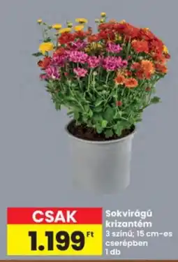 Interspar Sokvirágú krizantém ajánlat