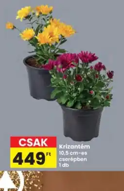 Interspar Krizantém ajánlat