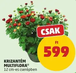 PENNY Krizantém multiflora* ajánlat