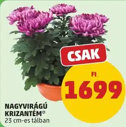 PENNY Nagyvirágú krizantém ajánlat