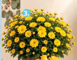 ALDI Krizantémbokor ajánlat