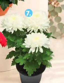 ALDI Nagy virágú krizantém ajánlat