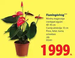 Lidl Flamingóvirág ajánlat