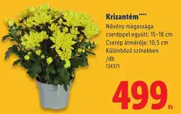 Lidl Krizantém ajánlat