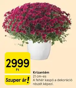 Tesco Krizantém ajánlat
