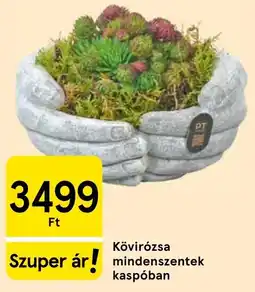 Tesco Kövirózsa ajánlat