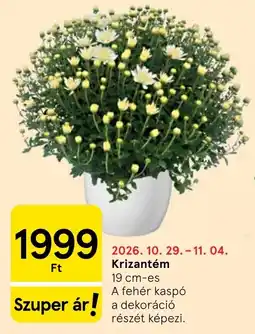 Tesco Krizantém ajánlat