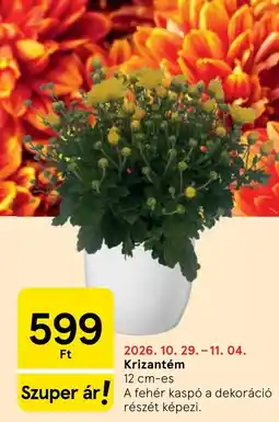 Tesco Krizantém ajánlat