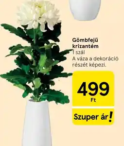 Tesco Gömbfejű krizantém ajánlat