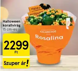 Tesco Rosalina halloween korallvirág ajánlat