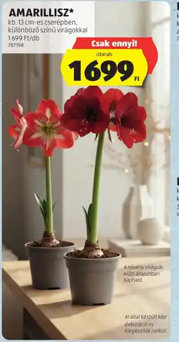 ALDI Amarillisz ajánlat