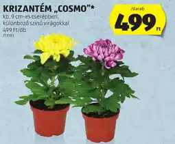 ALDI Krizantém cosmo ajánlat
