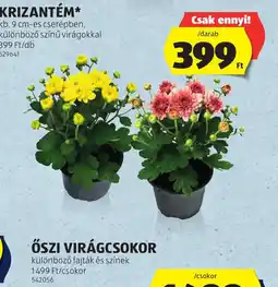 ALDI Krizantém ajánlat