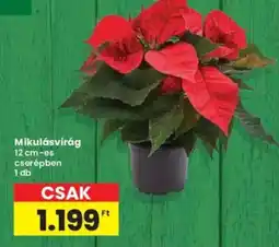 Interspar Mikulásvirág ajánlat