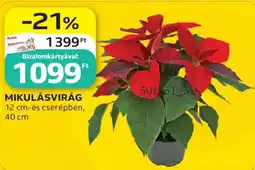 Auchan Mikulásvirág ajánlat