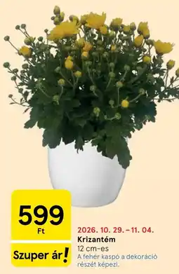 Tesco Krizantém ajánlat