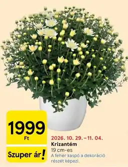 Tesco Krizantém ajánlat