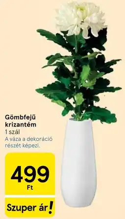 Tesco Gömbfejű krizantém ajánlat