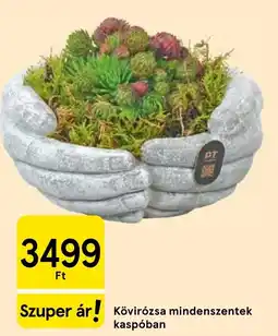 Tesco Kövirózsa mindenszentek kaspóban ajánlat