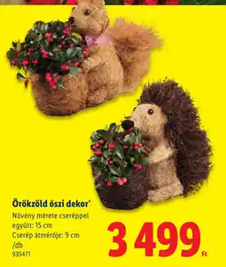 Lidl Örökkzöld őszi dekor ajánlat
