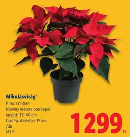 Lidl Mikulásvirág ajánlat