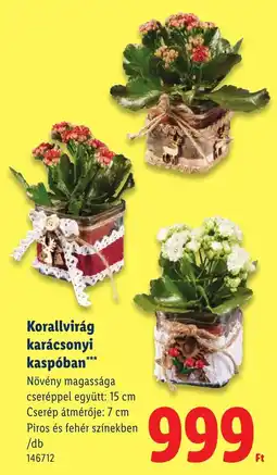 Lidl Korallvirág karácsonyi kaspóban ajánlat