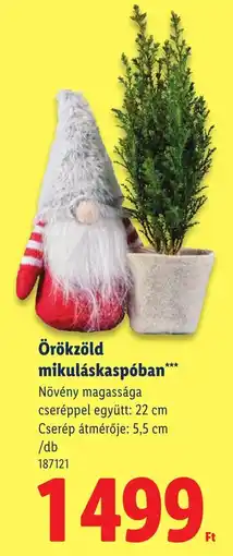 Lidl Örökkzöld mikuláskaspóban ajánlat
