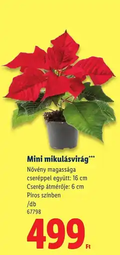 Lidl Mini mikulásvirág ajánlat