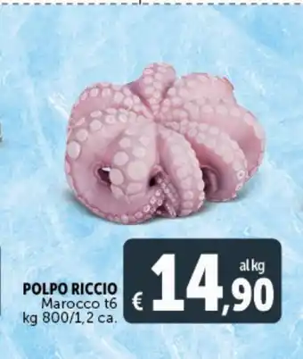 Deco Superstore Polpo riccio marocco t6 kg 800 /1,2 ca offerta