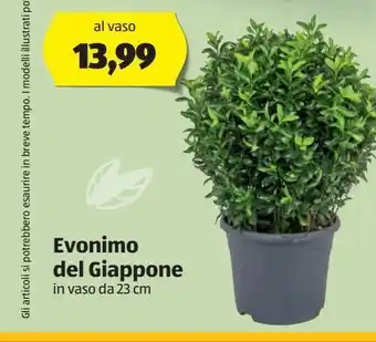 ALDI Evonimo del giappone in vaso da 23 cm offerta