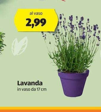 ALDI Lavanda in vaso da 17 cm offerta