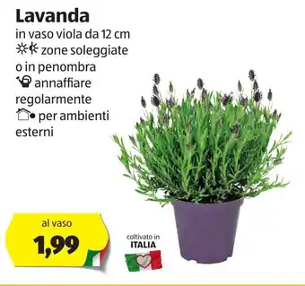 ALDI Lavanda 12cm offerta