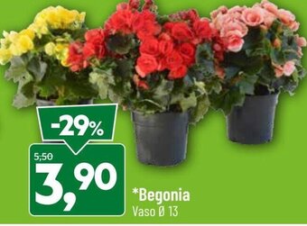 Begonia