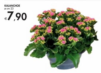 Bennet Kalanchoe offerta