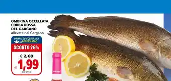 Il Gigante Ombrina occellata corba rossa del gargano allevata nel gargano l'etto offerta